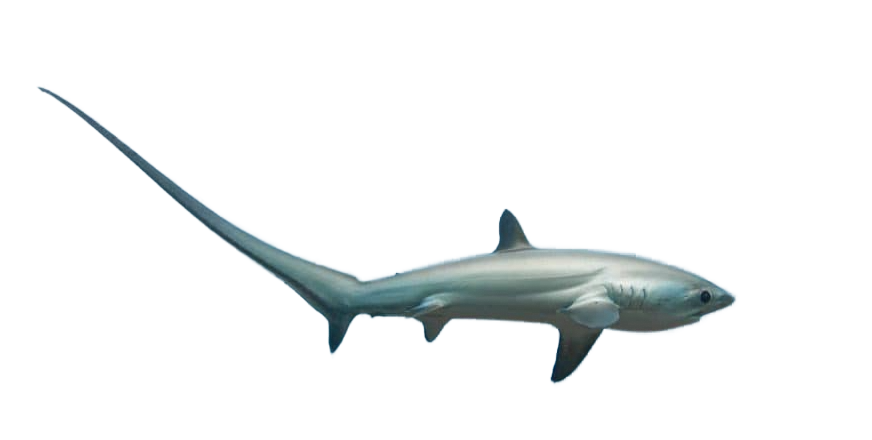 sharkie